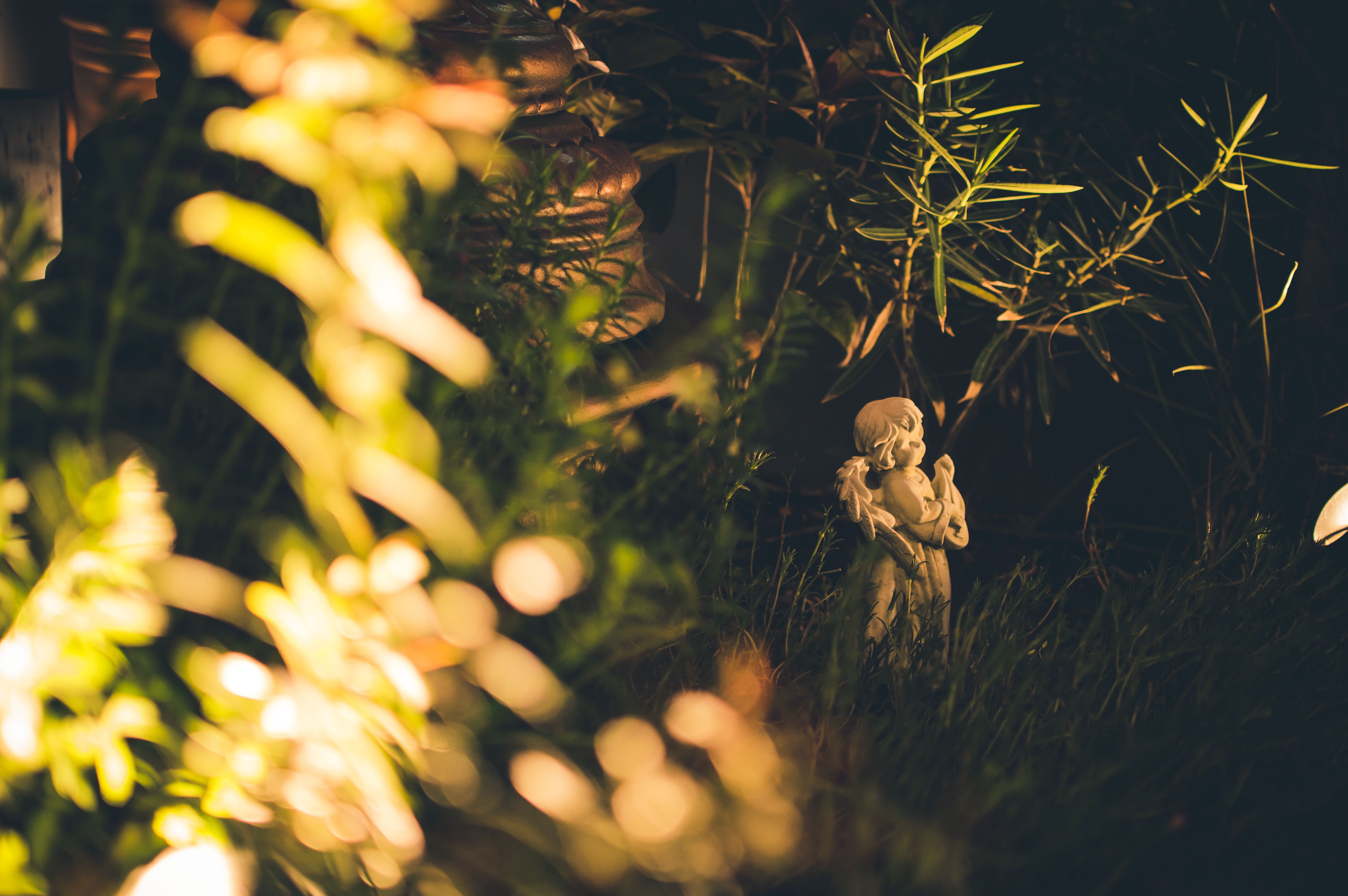 Low planting and grass at the foot of a border, lit warmly at the ground layer